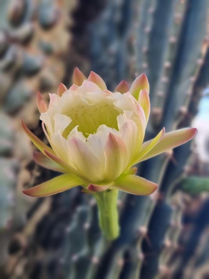 Cactus - Blooming Garden Apartments Каламата Екстер'єр фото